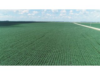 Farmland in Benton & Boone Counties, Indiana - LAND AUCTION - 118.5+/- ACRES IN 3 TRACTS IN BENTON & BOONE COUNTIES, INDIANA